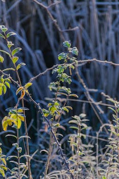 Close-up of frost-covered wild branches in a natural setting at dawn.