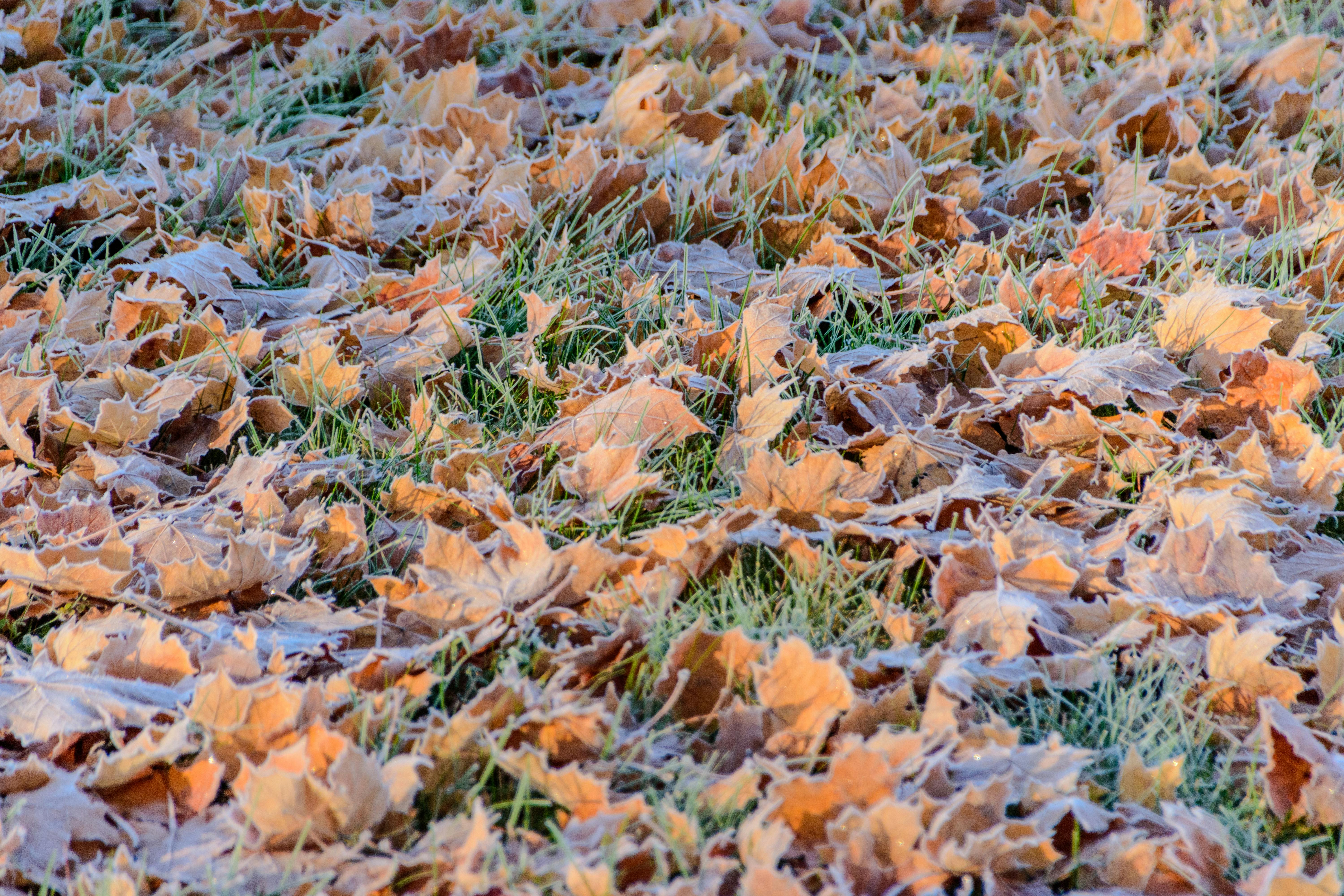Beautiful fall landscape with changing leaves