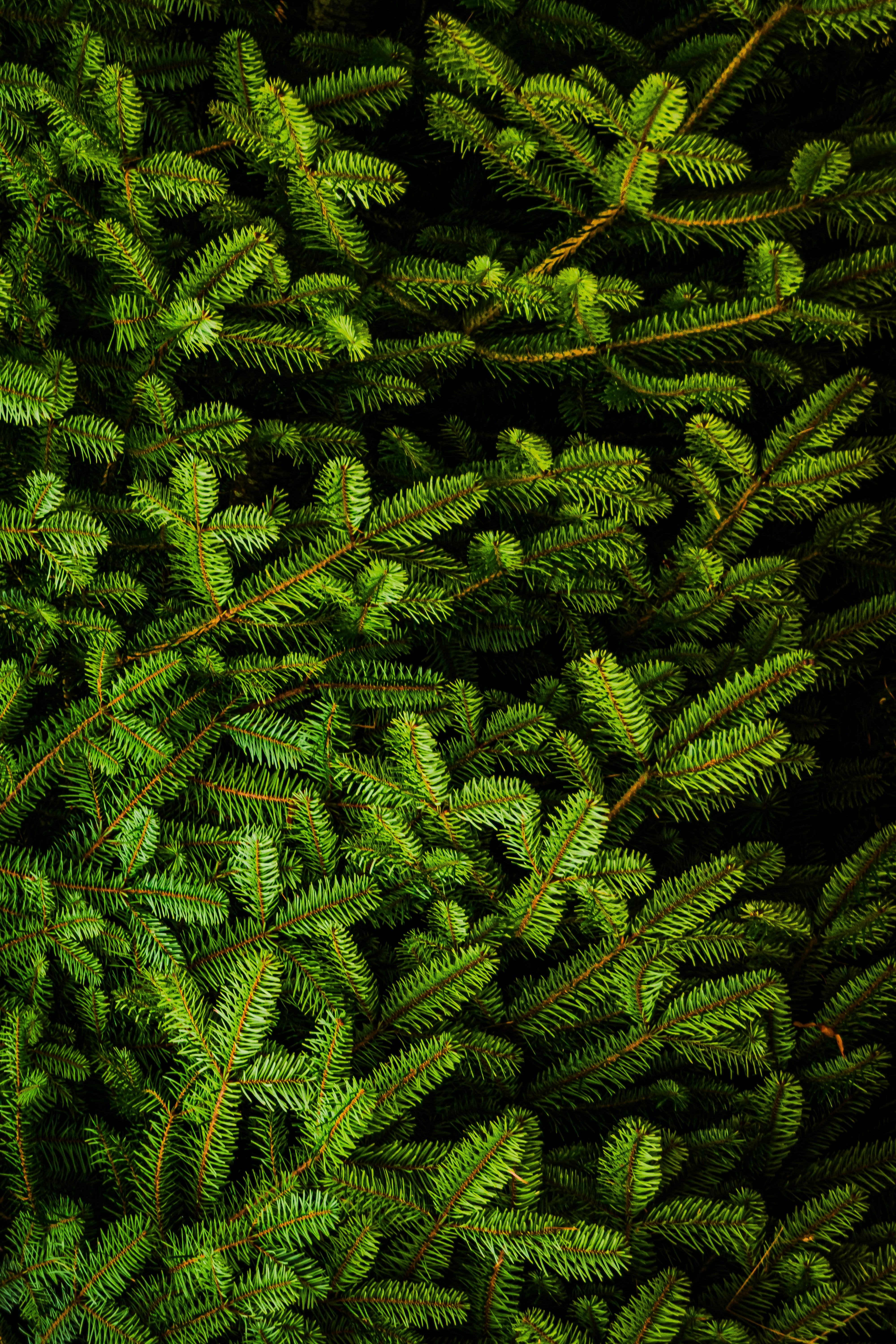 High contrast image of vibrant green fir tree branches, perfect for nature backgrounds.