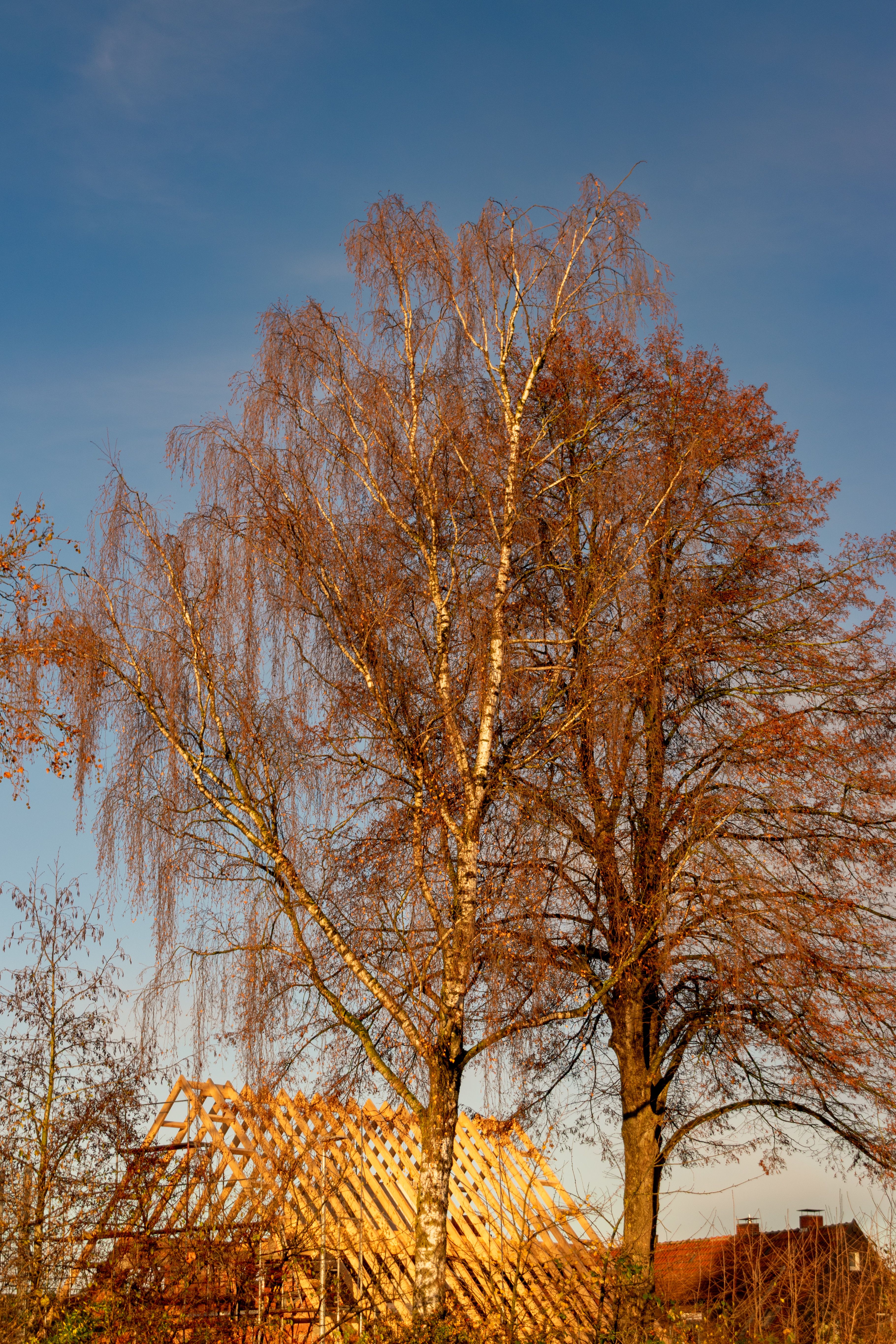 Bare Trees with Wooden Structure in Late Fall · Free Stock Photo