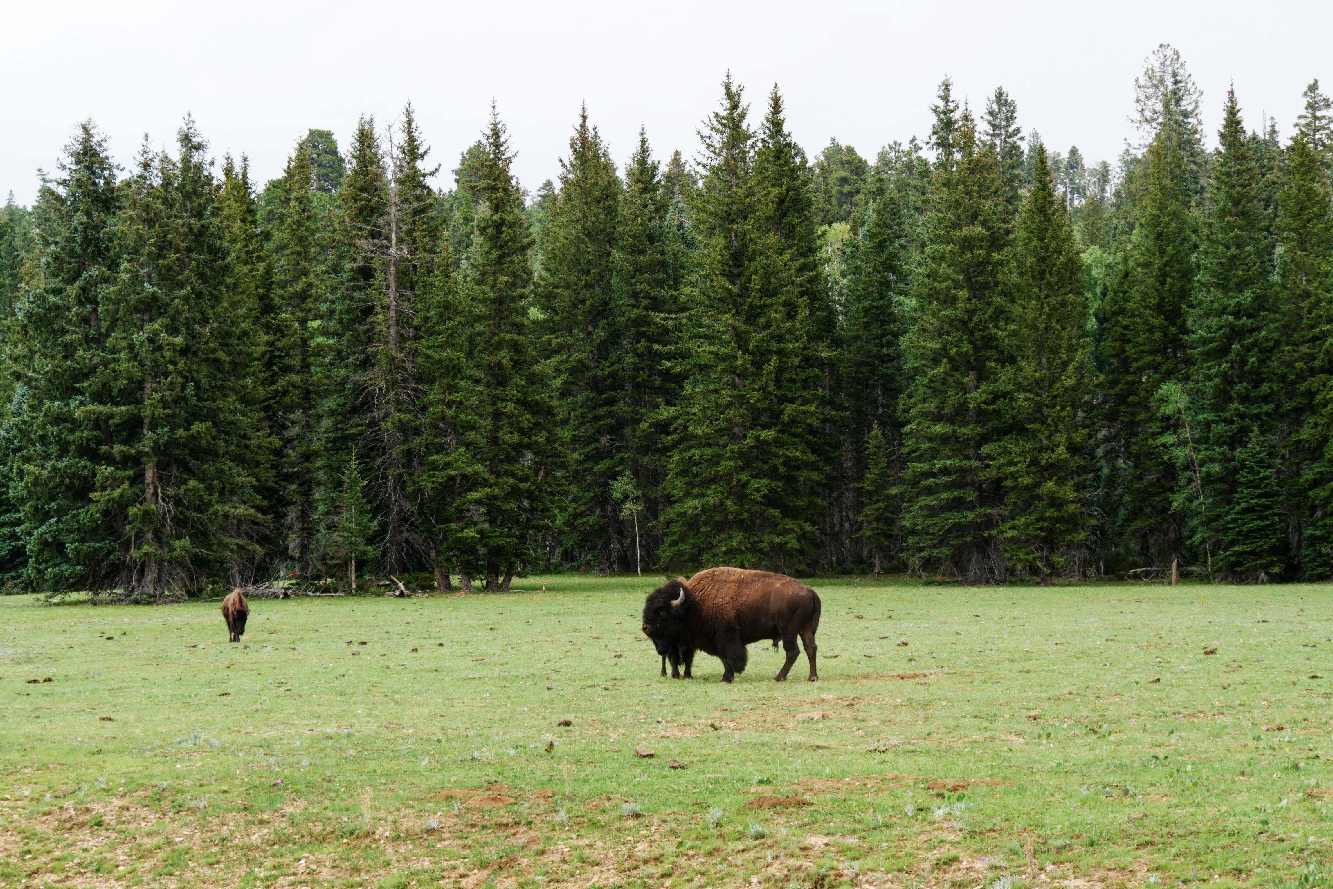 Coeur d'Alene Tribe Hires S2R for Federal Lobbying