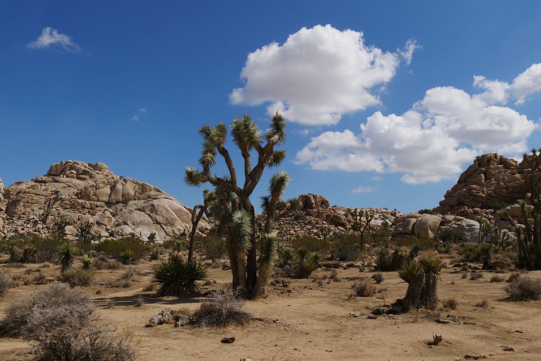 Joshua Tree — Food, Joshua Tree