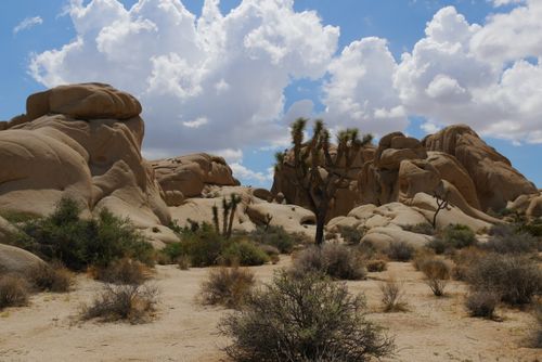 Free Desert landscape with unique rock formations in Joshua Tree National Park under a cloudy sky. Stock Photo