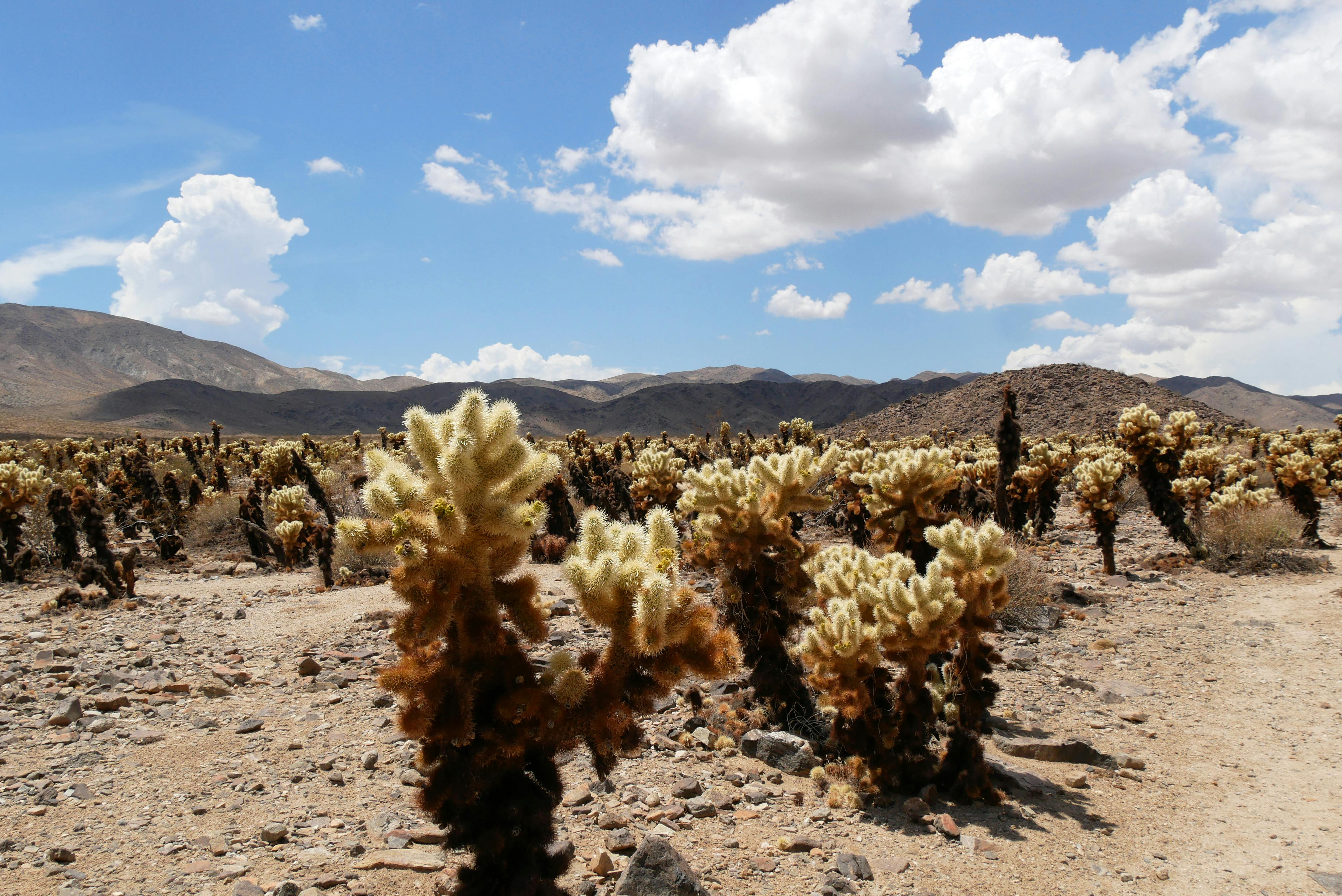 Cholla cacti in a vast desert landscape under a bright blue sky with clouds.