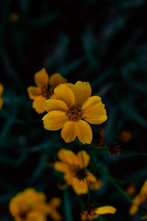 Free Close-up of bright marigold flowers under low light, capturing rich colors and natural beauty. Stock Photo
