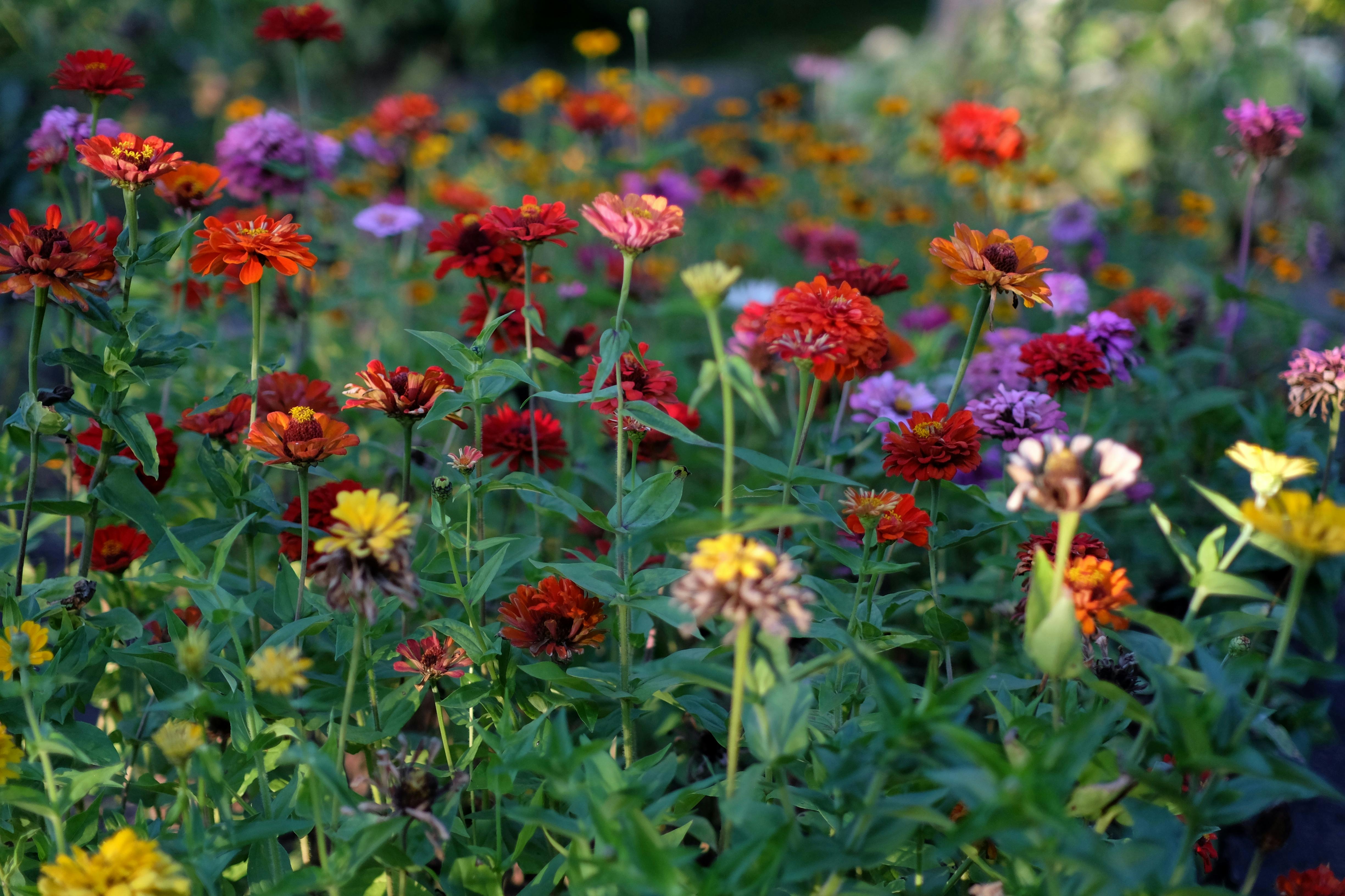 [ColoSach]-colorful-wildflower-meadow-in-full-bloom-showcasing-red,-yellow,-and-purple-flowers-during-springtime.
