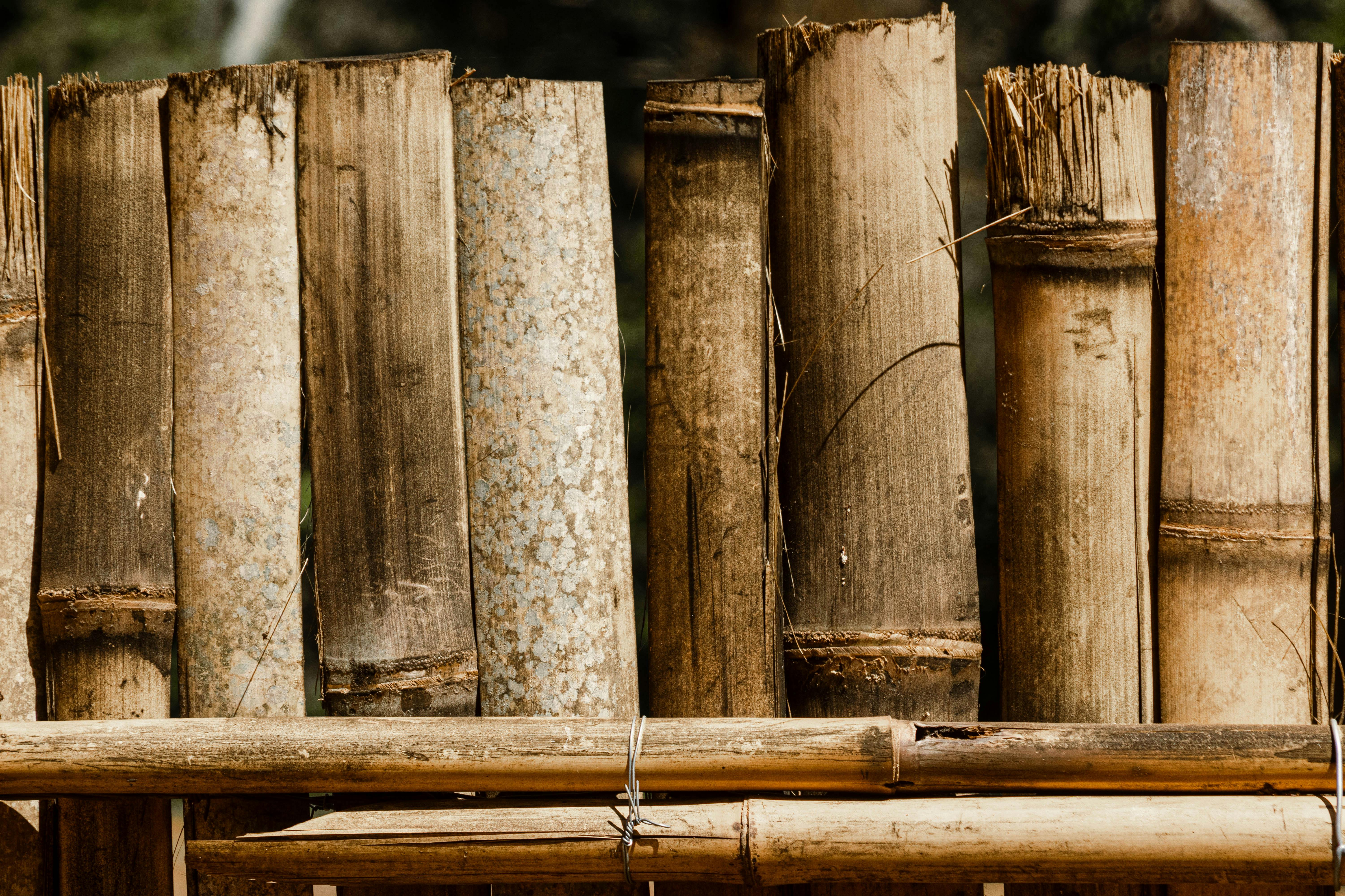 Bambú Macollador: Selección, Ventajas y Manejo Sostenible