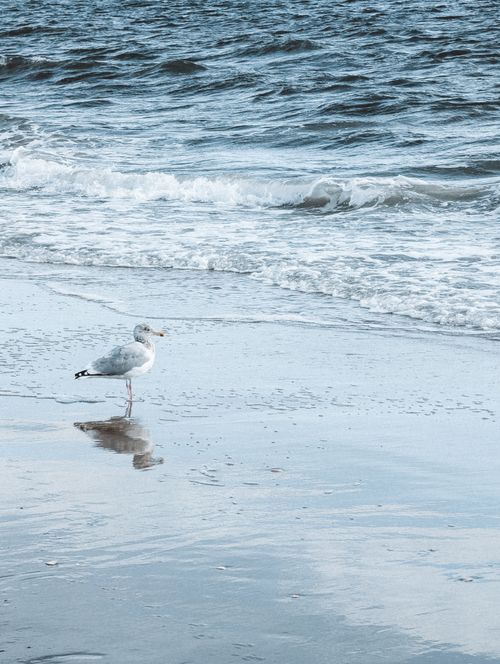 Free A lone seagull stands on a sandy beach with ocean waves in New York. Stock Photo