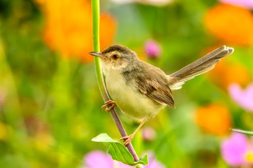 Free Vivid close-up of a small bird holding onto a flowering plant stem in a vibrant garden setting. Stock Photo