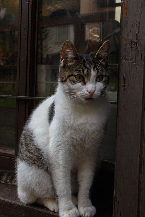 Free A calm domestic cat with tabby markings sits on a wooden window sill. Stock Photo