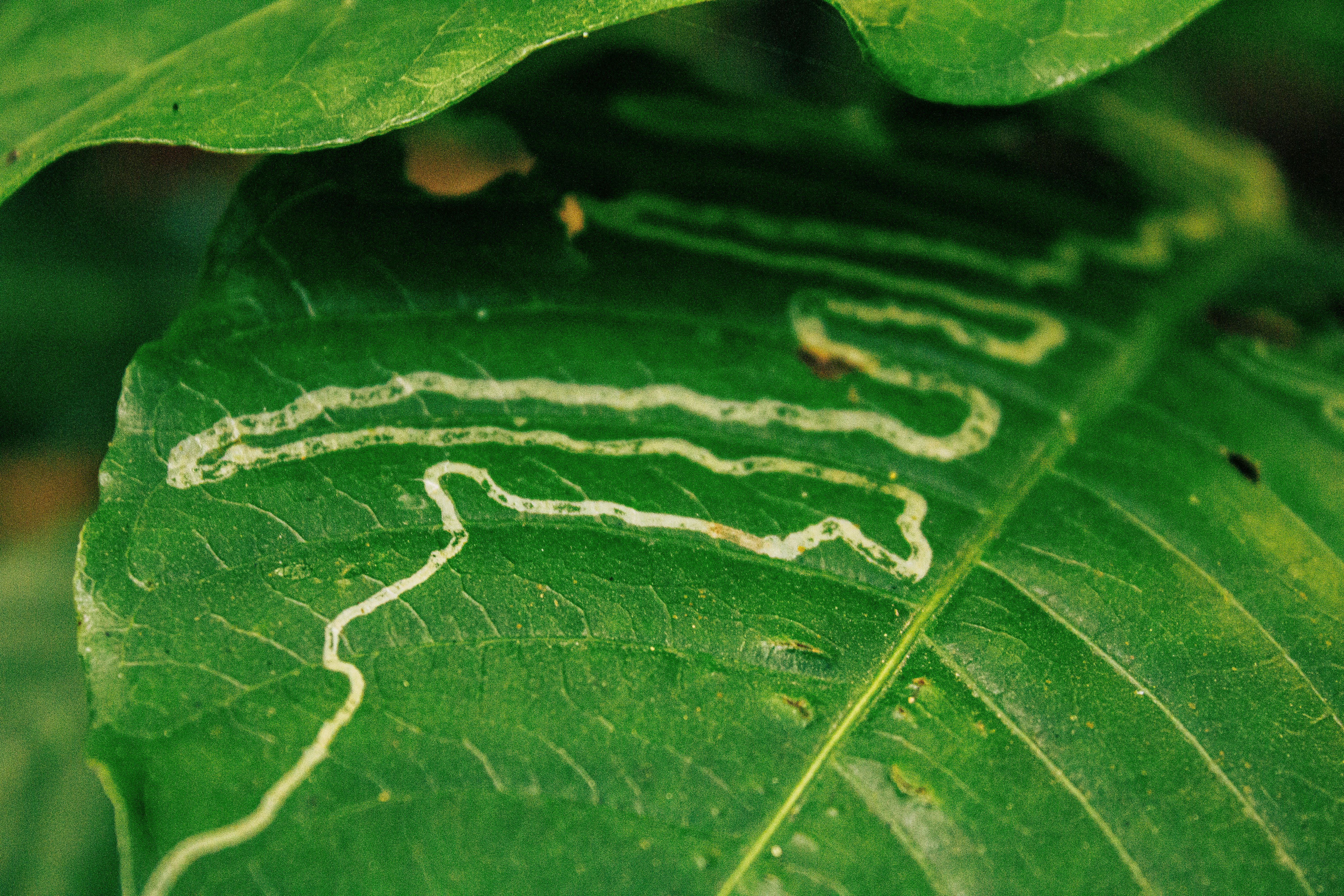 Close-up of Leaf with Insect Tunnels in Ngel Nyaki · Free Stock Photo
