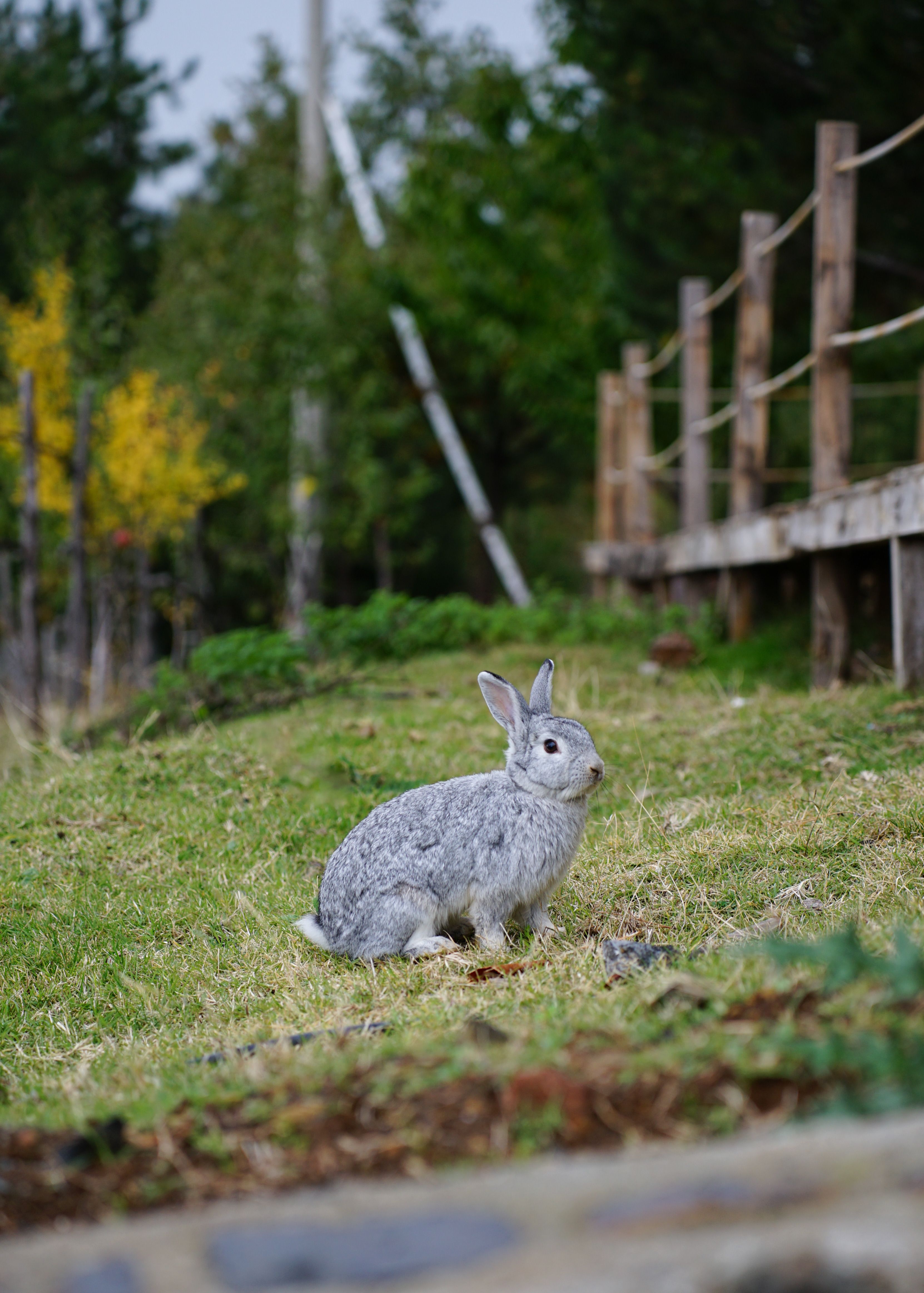 Gray rabbit in a lush autumn field in Gramsh, Albania · Free Stock Photo