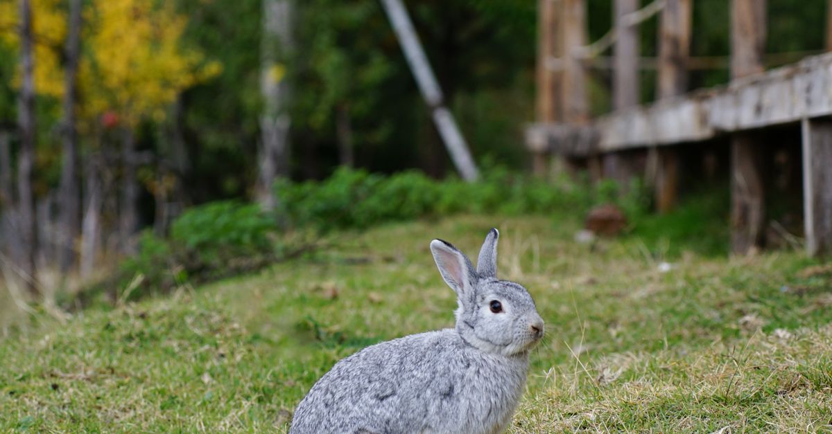 Gray rabbit in a lush autumn field in Gramsh, Albania · Free Stock Photo