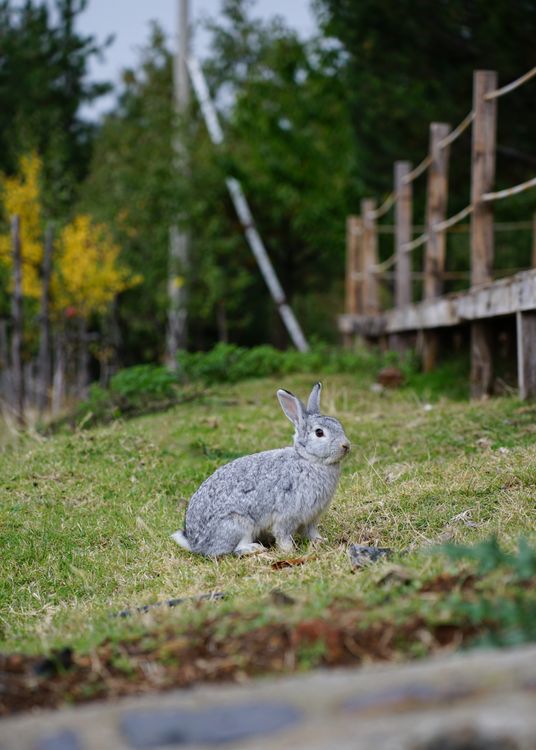 Gray rabbit in a lush autumn field in Gramsh, Albania · Free Stock Photo