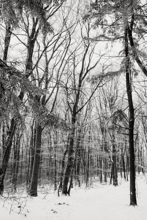 Free A tranquil snow-covered forest with bare trees in black and white, capturing winter's beauty. Stock Photo
