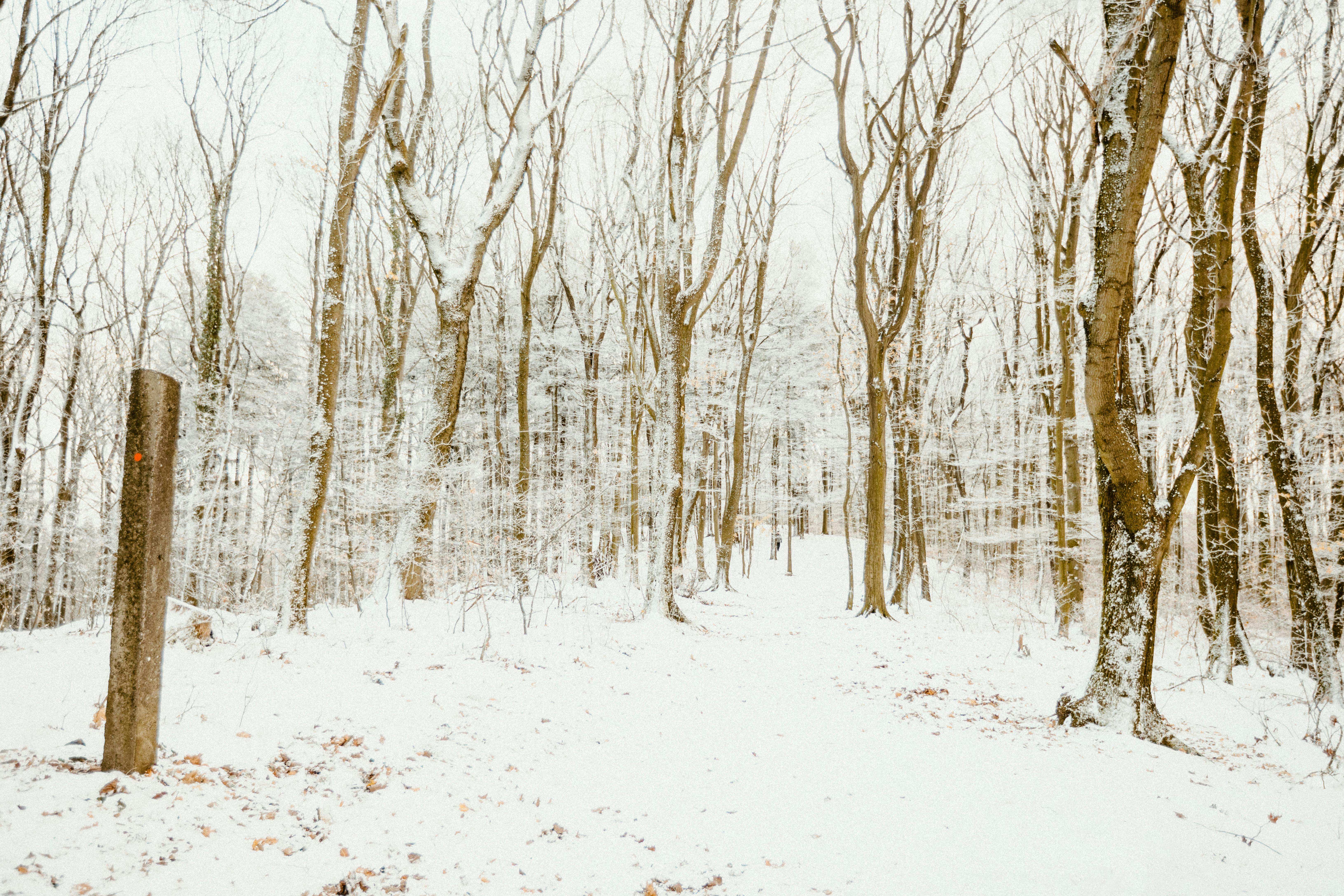 Drum liniștit prin pădure de iarnă cu zăpadă proaspătă pe ramuri