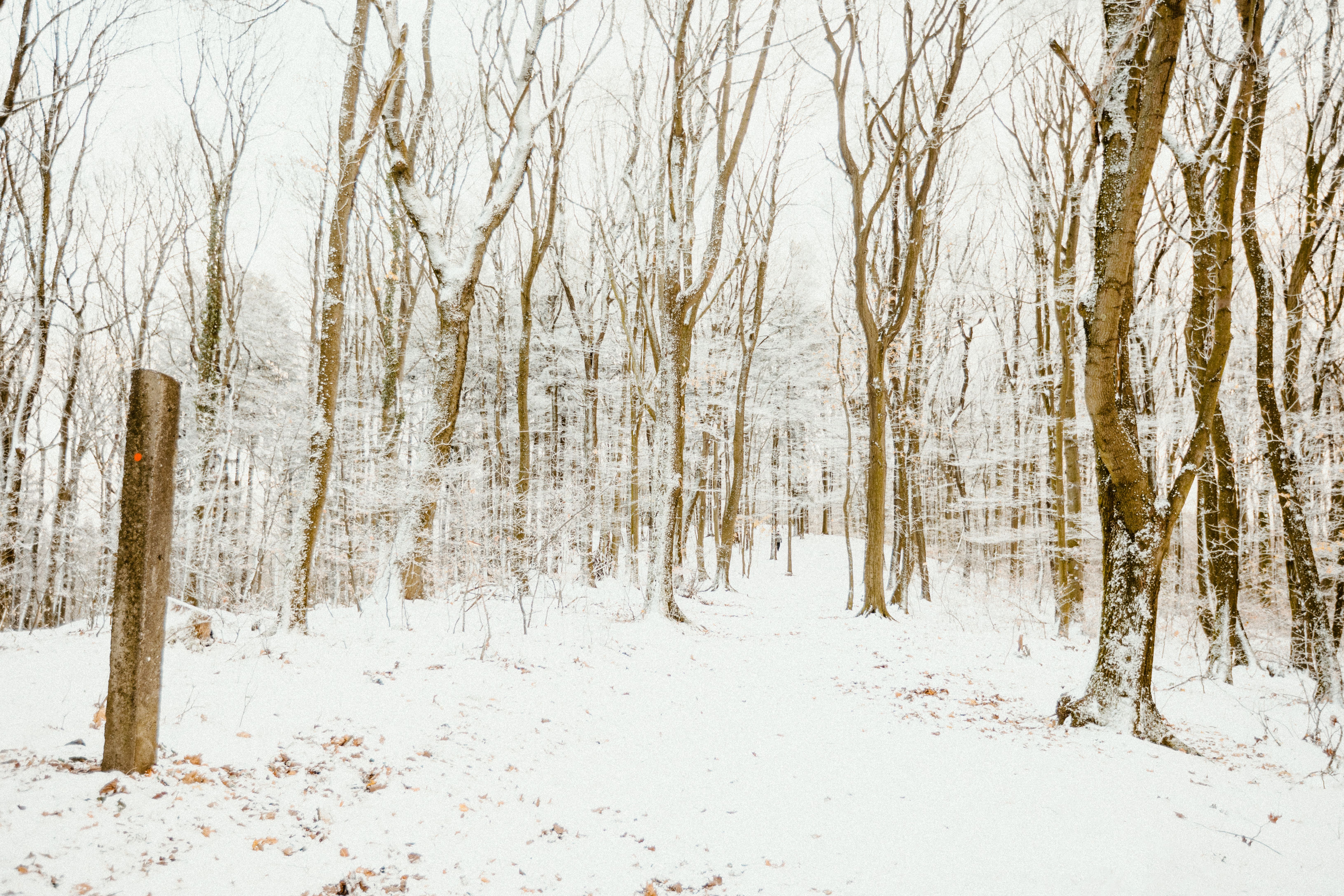 Serene Snowy Forest Path in Winter · Free Stock Photo