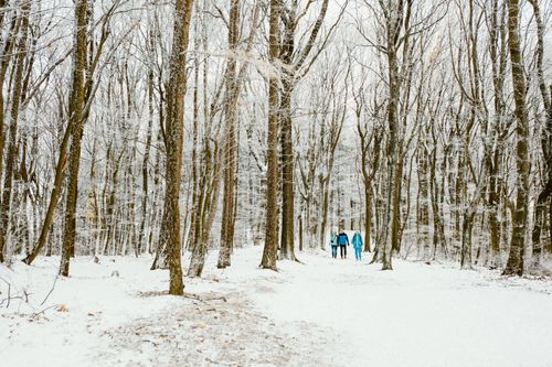 Free Two adults walking in a snowy forest during winter, surrounded by bare trees. Stock Photo