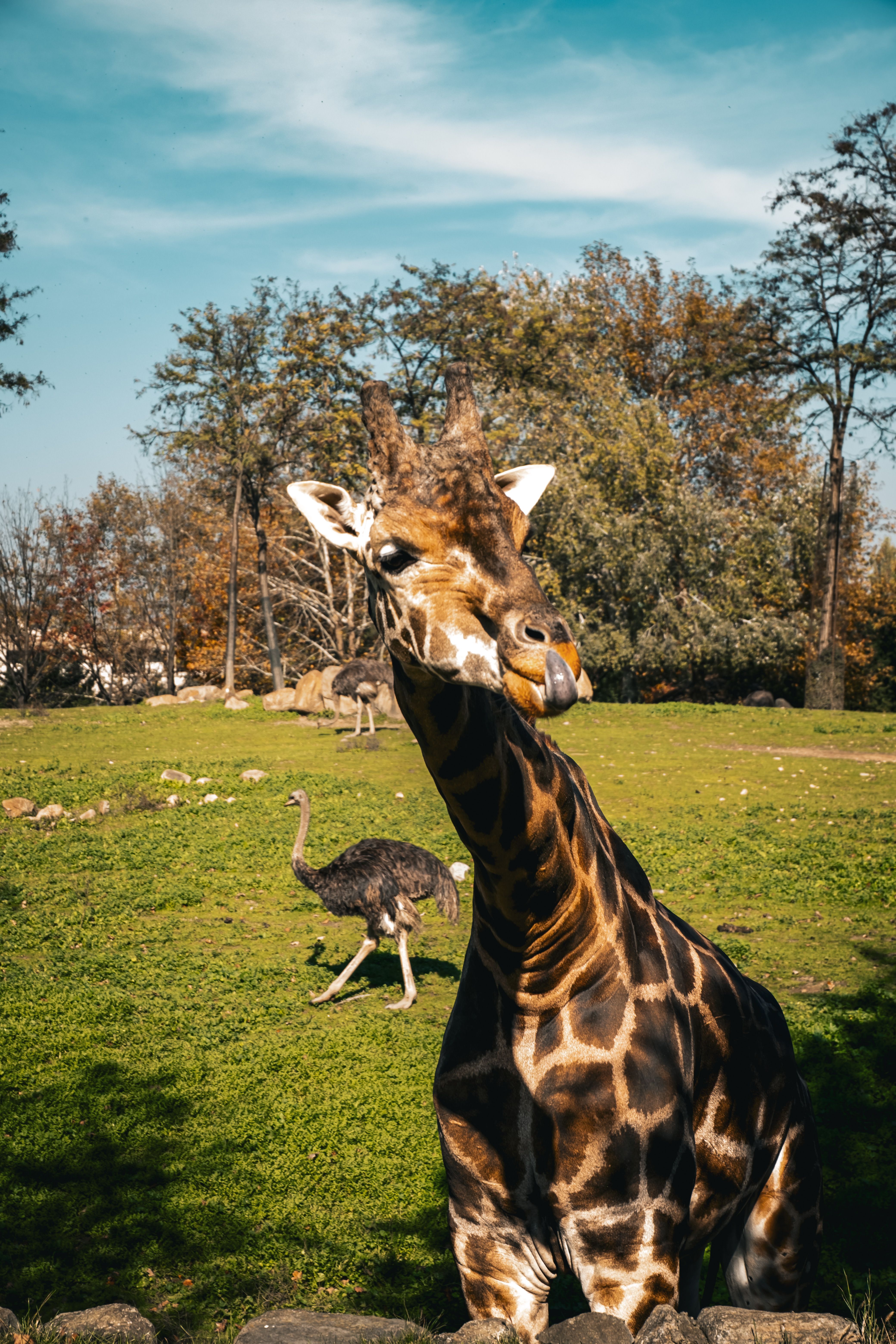 Giraffe and Ostrich in Bursa Zoo Wildlife Park · Free Stock Photo