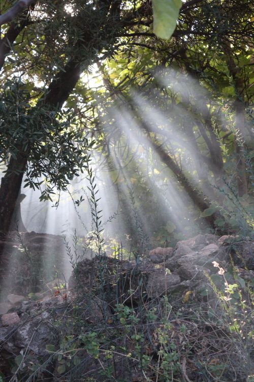 Free Sunlight beams filter through dense forest, creating an enchanting natural scene. Stock Photo