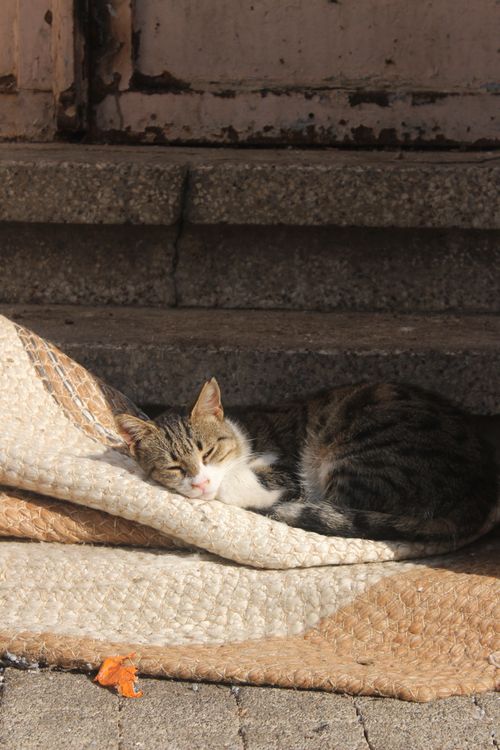 Free A relaxed cat sleeping on a textured rug on stone steps, basking in the warm sunlight. Stock Photo