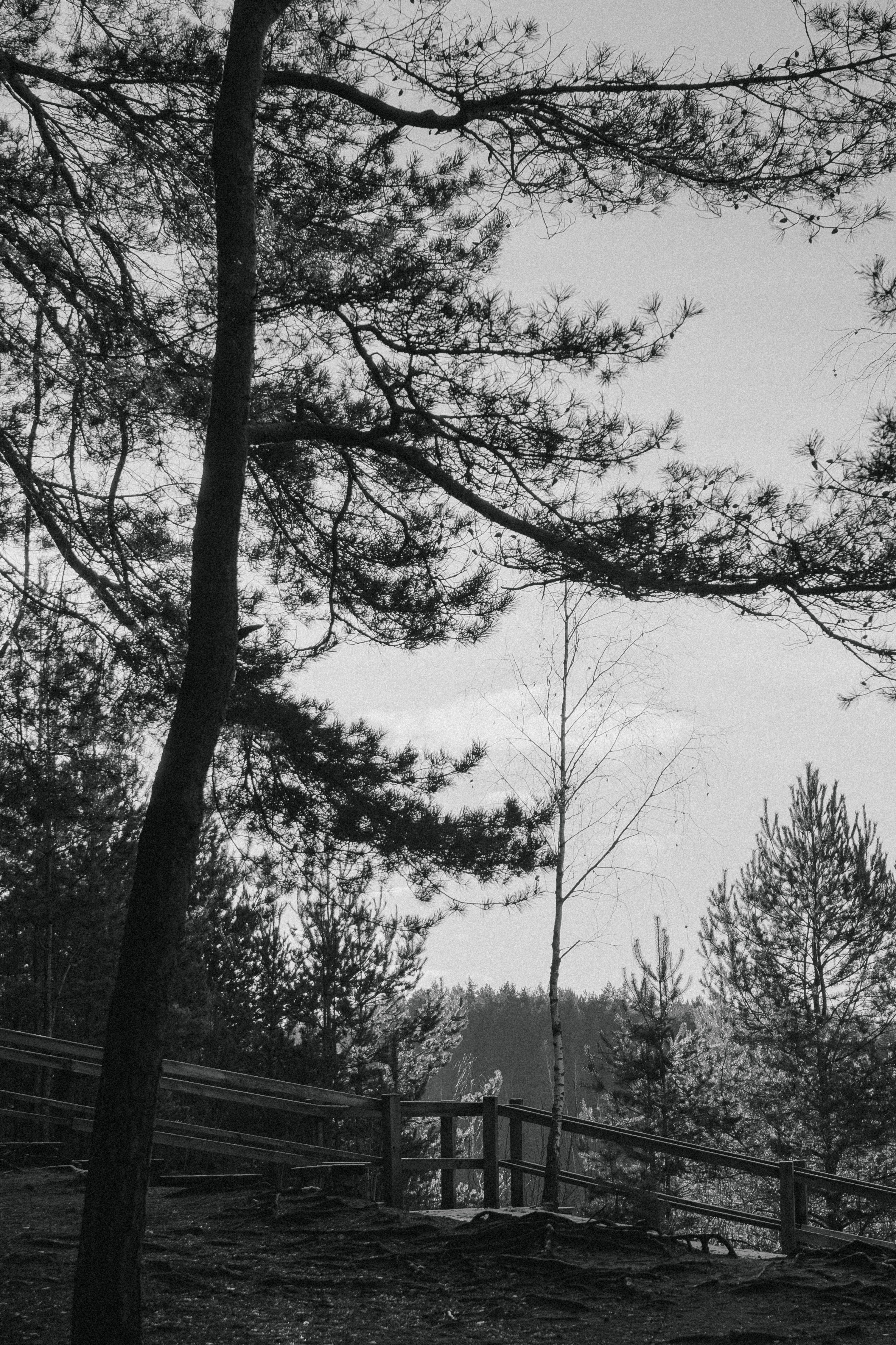 Serene Black and White Forest Landscape · Free Stock Photo