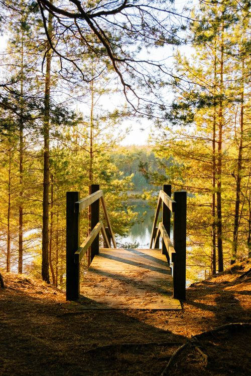 Free Serene view of a wooden bridge amidst lush forest trees during sunrise, perfect for nature lovers. Stock Photo