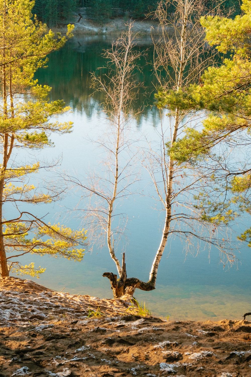 Serene Lakeside View with Birch and Pine Trees · Free Stock Photo