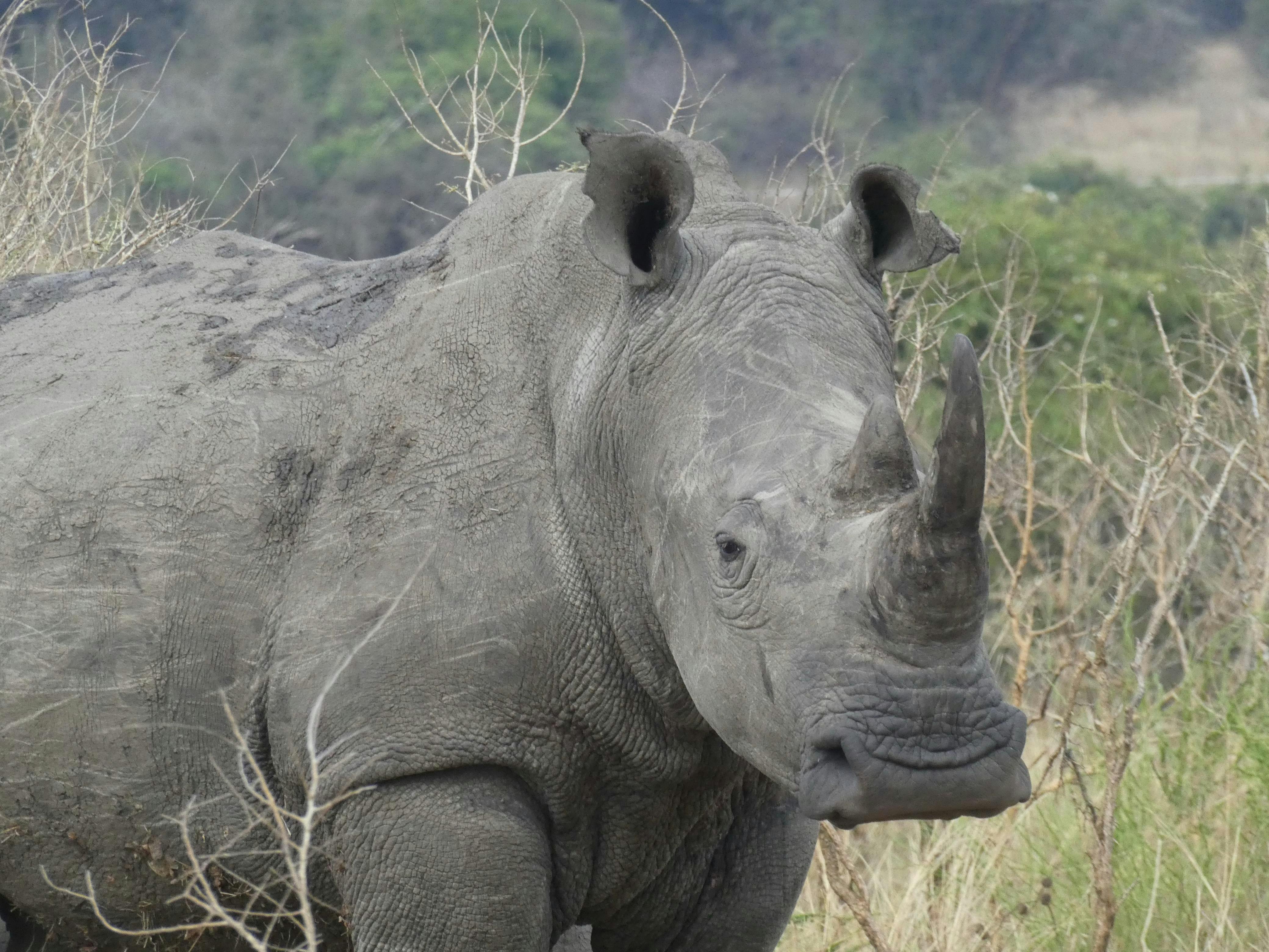 Image : Kenya's Wild Heart: Mastering the Mental Game of Epic Expeditions