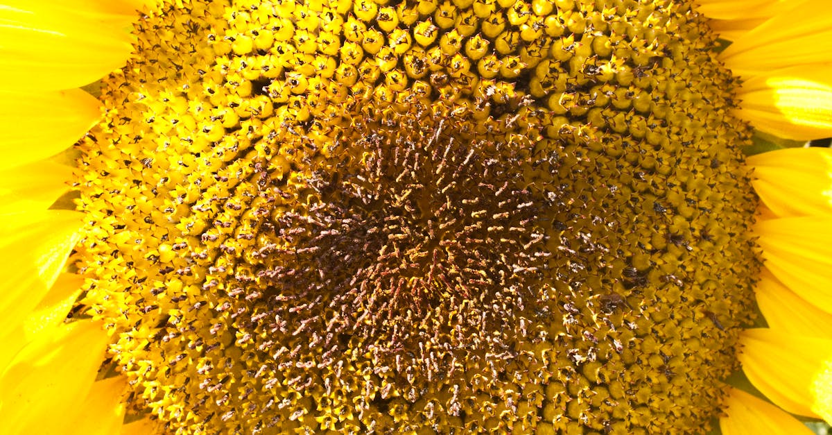 Free stock photo of closeup, flower, petals