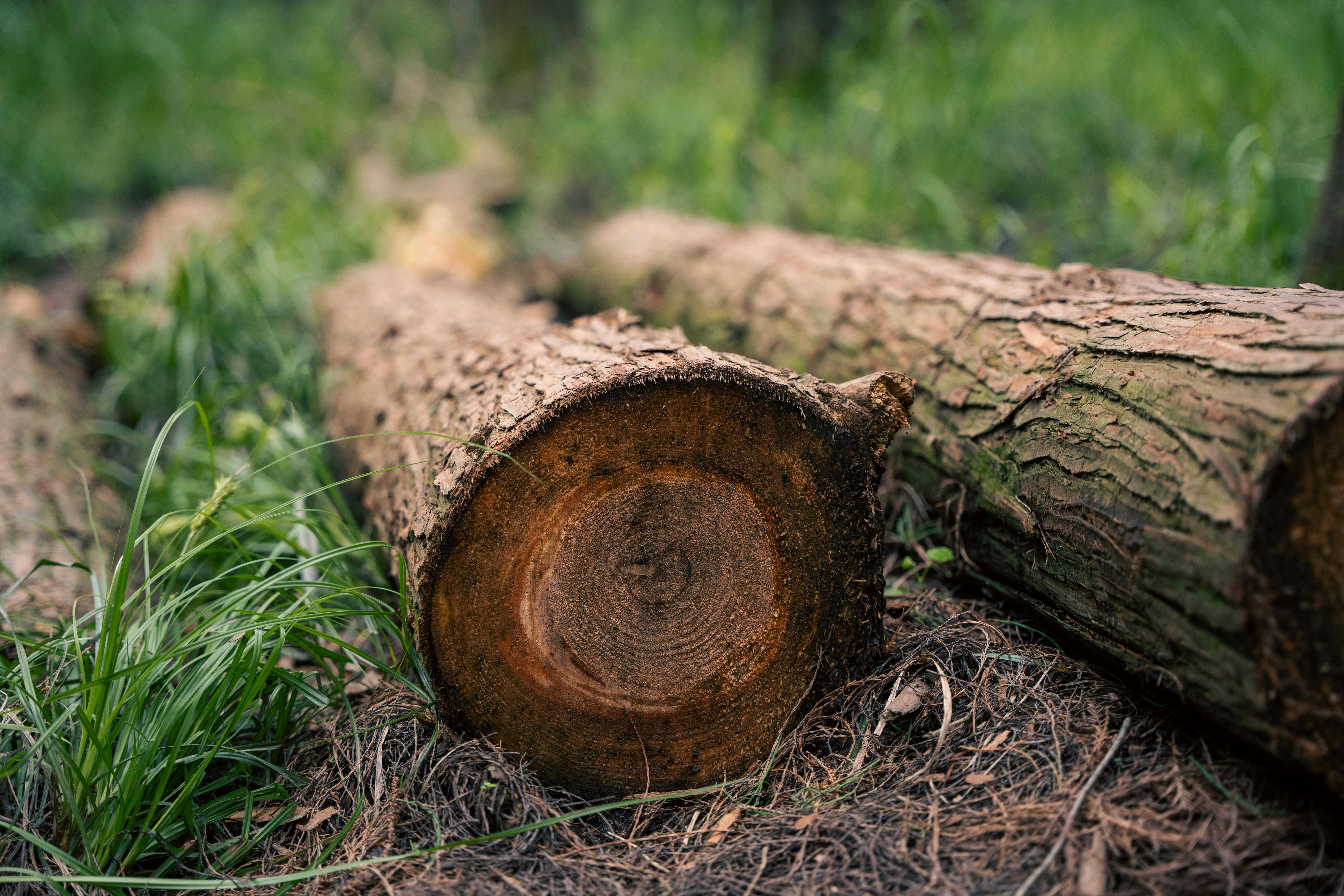 Free stock photo of bending, destruction, environment