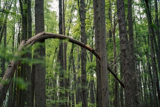 A peaceful forest in Hangzhou with a striking bent tree captured in summer.