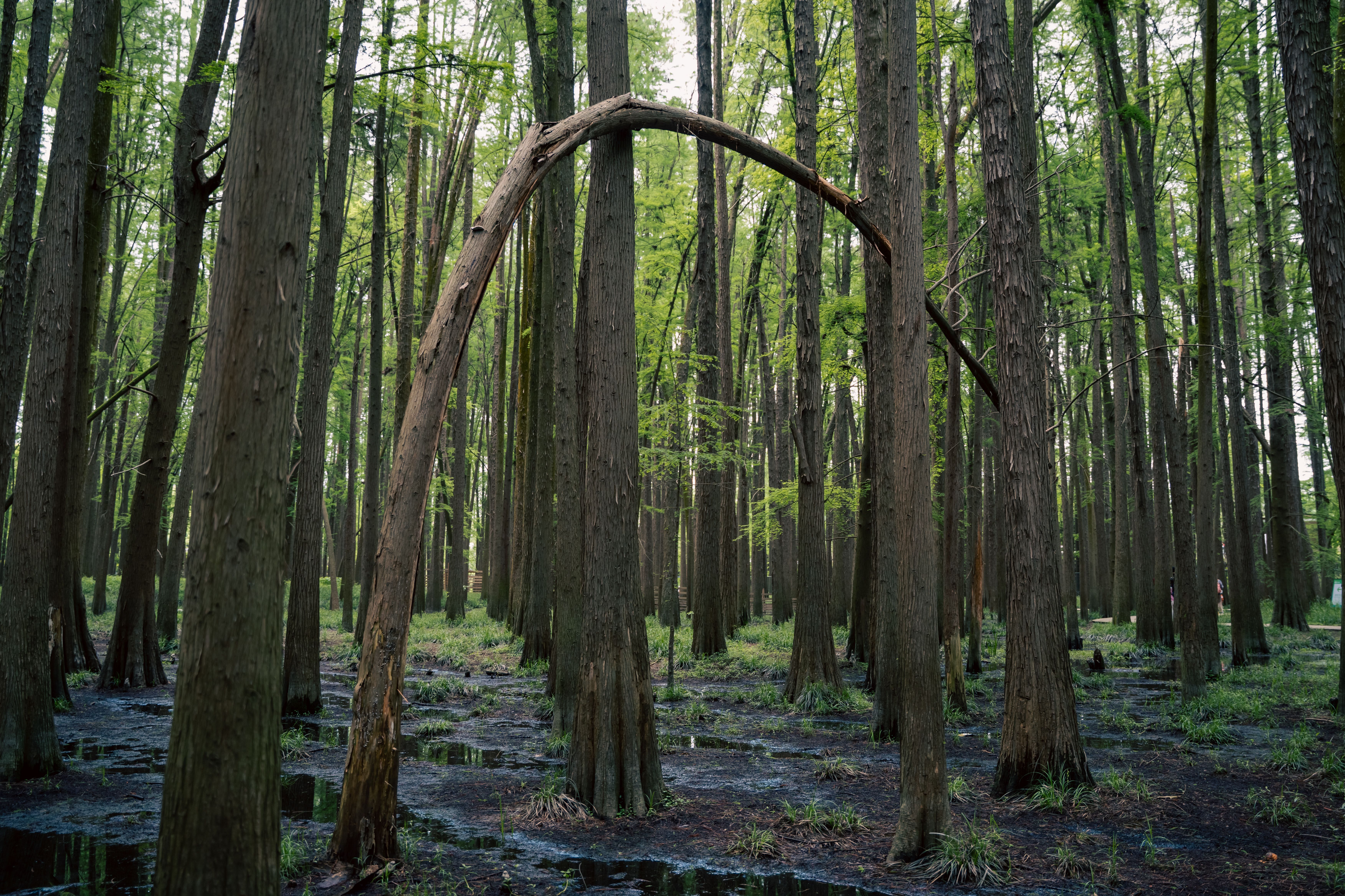 Close-up of wooden stick bending under manual stress, illustrating elastic deformation before rupture