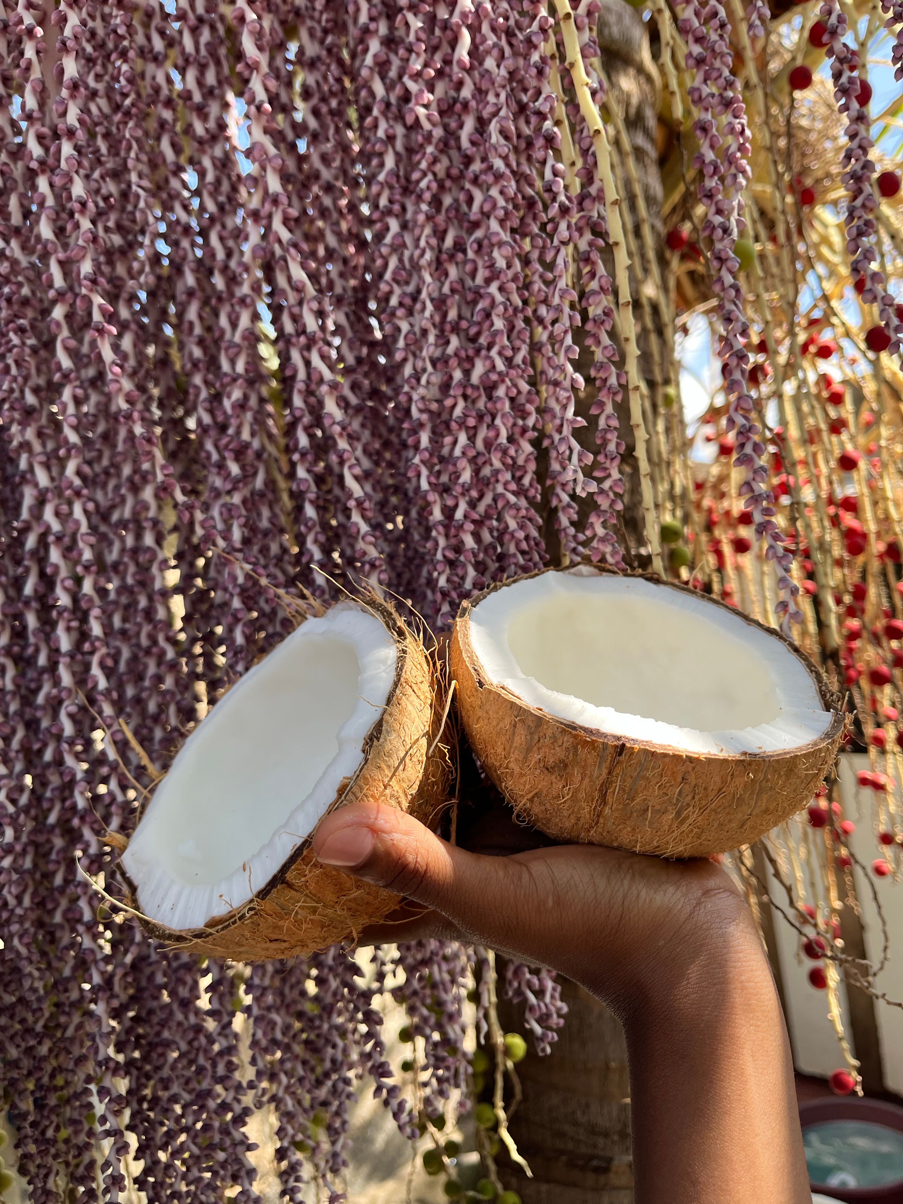 Mitades De Coco Fresco Sobre Un Tocón De árbol Rústico · Foto de stock ...