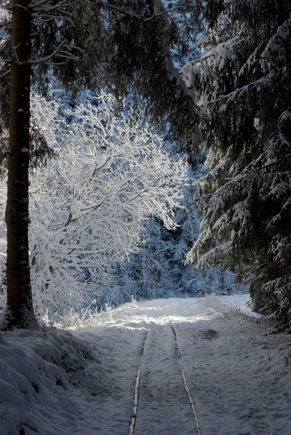 Snowy Winter Forest Path Illuminated by Sunlight · Free Stock Photo