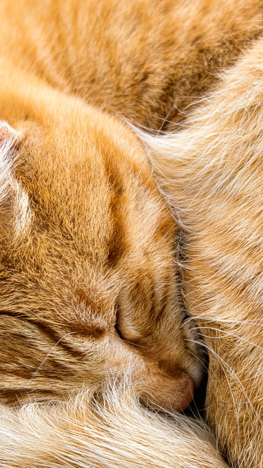 Close-up of a Sleeping Ginger Cat · Free Stock Photo