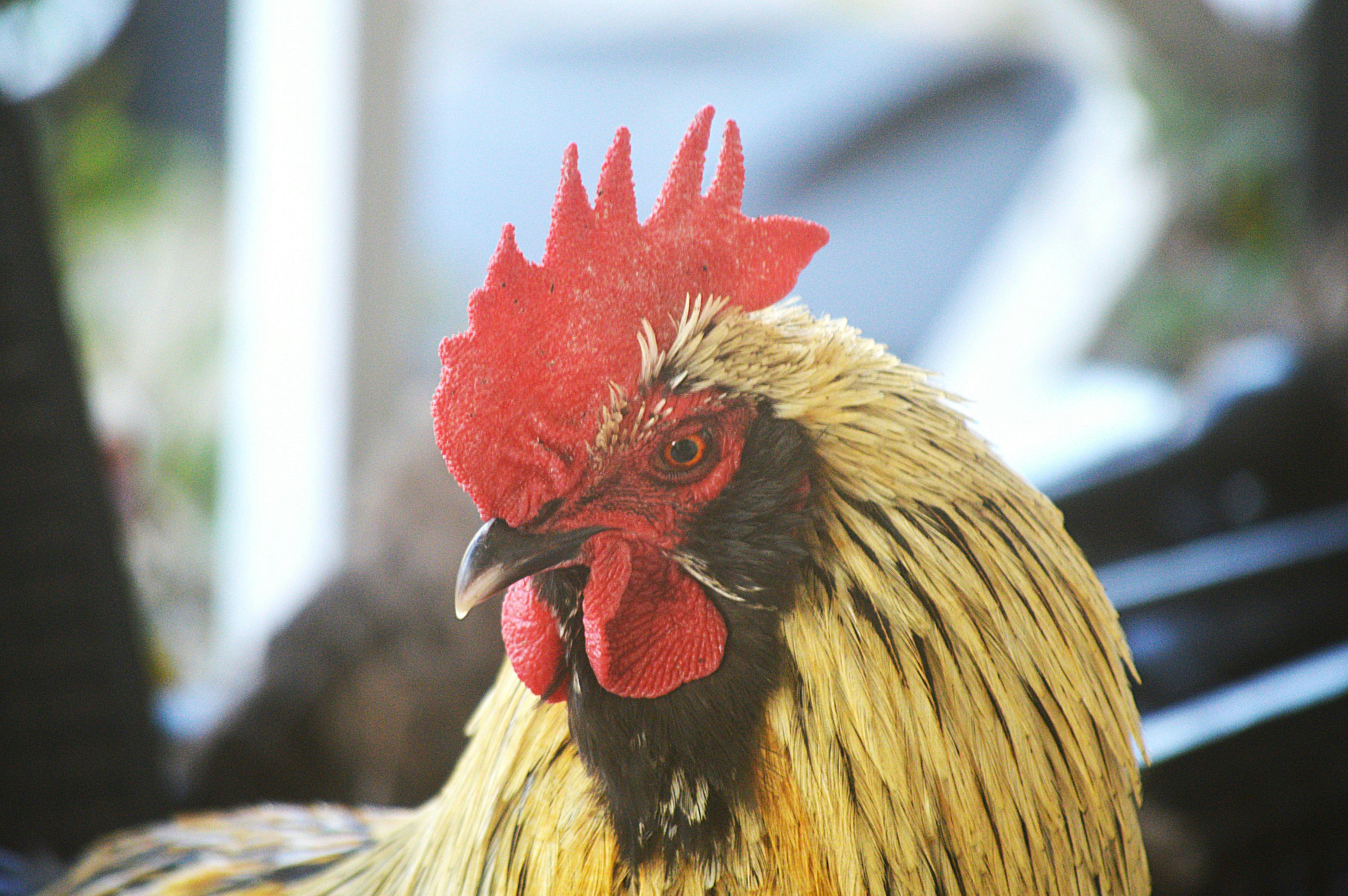 農業危機被政治喧囂掩蓋，真相逐漸淡出視野