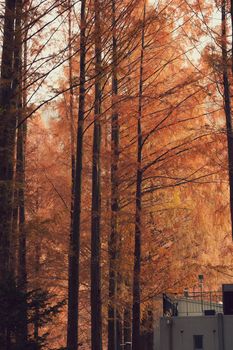 Tall autumn trees with orange leaves near urban buildings, beautifully capturing the season's essence.