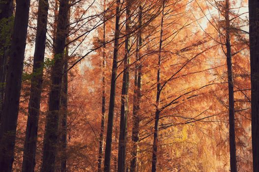 Tranquil forest scene capturing the essence of autumn with tall trees in warm hues.