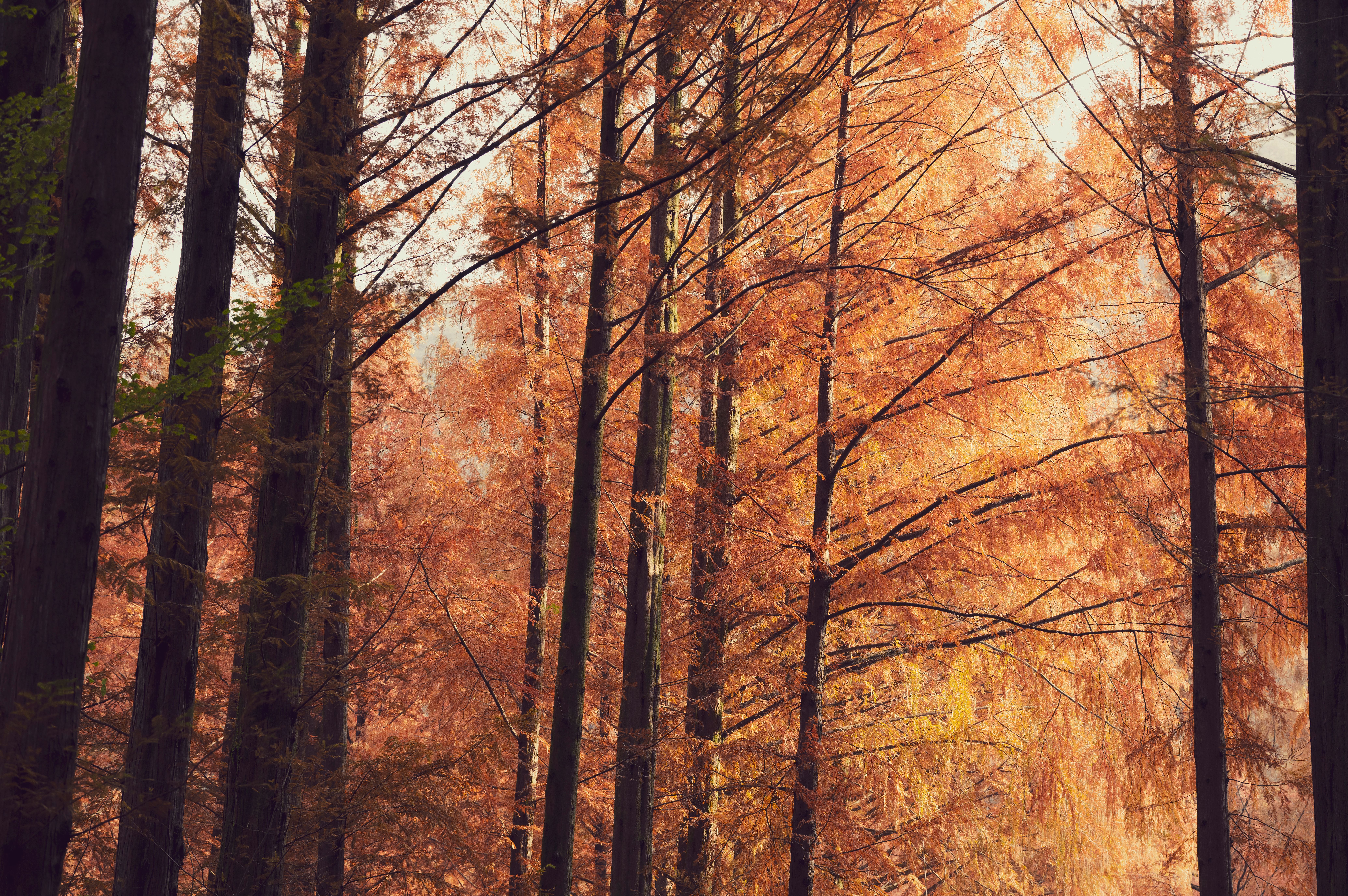 Serene Autumn Forest with Tall Trees · Free Stock Photo