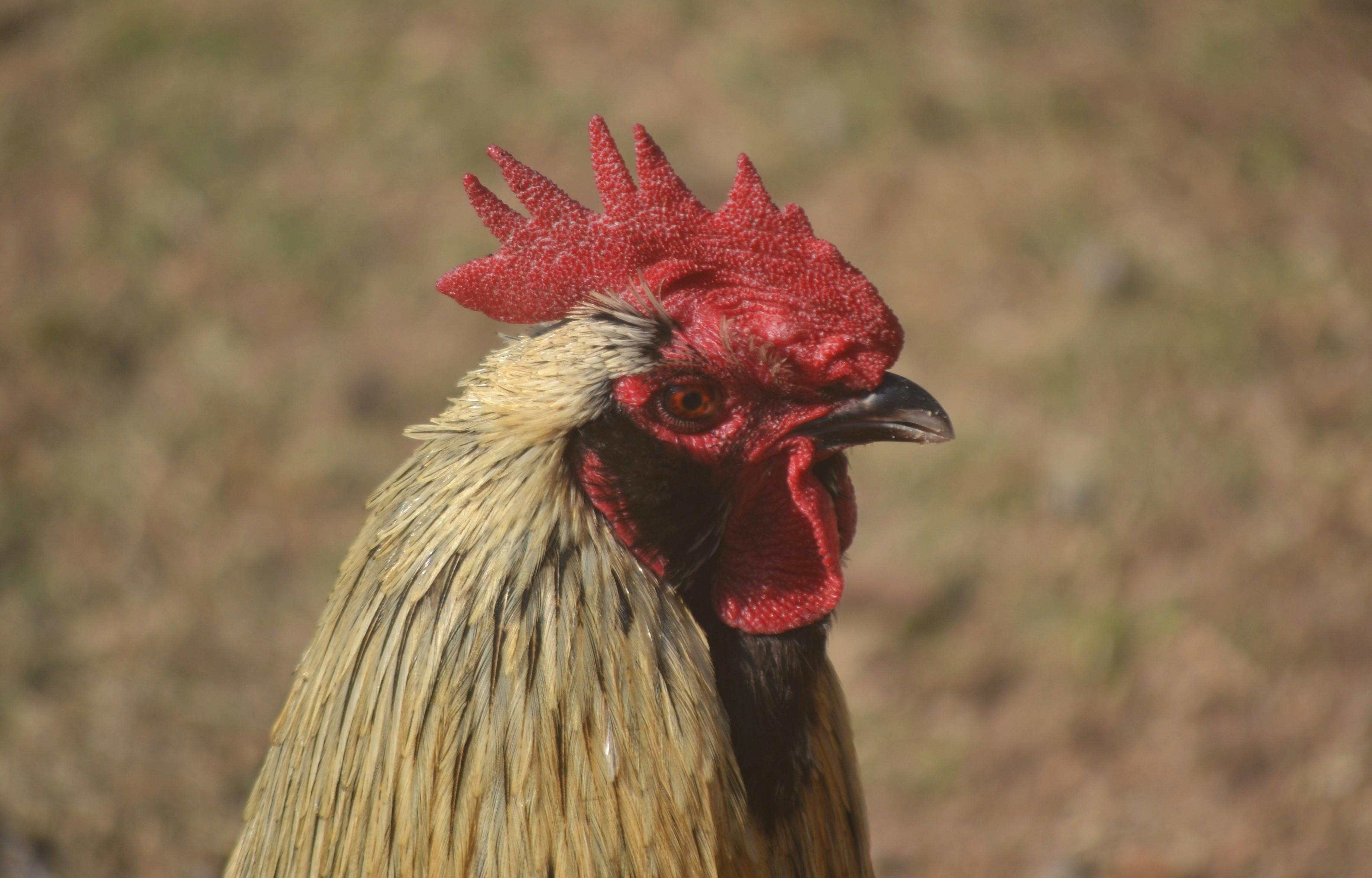 農業危機被政治喧囂掩蓋，真相逐漸淡出視野