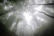 Fog through a beech canopy — photo by Uroš Drljača on Pexels