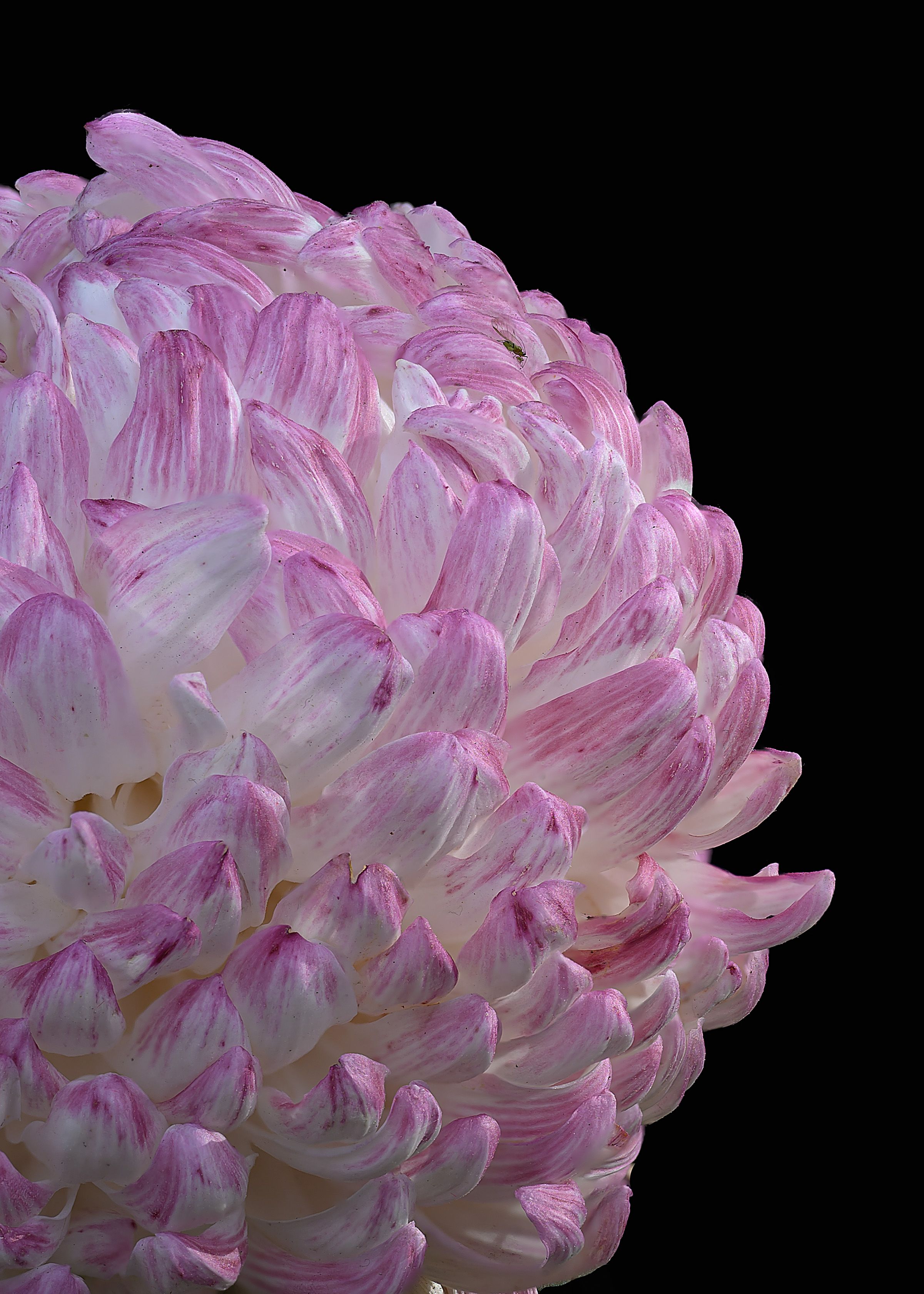 Detailed view of a pink and white chrysanthemum against a black background.