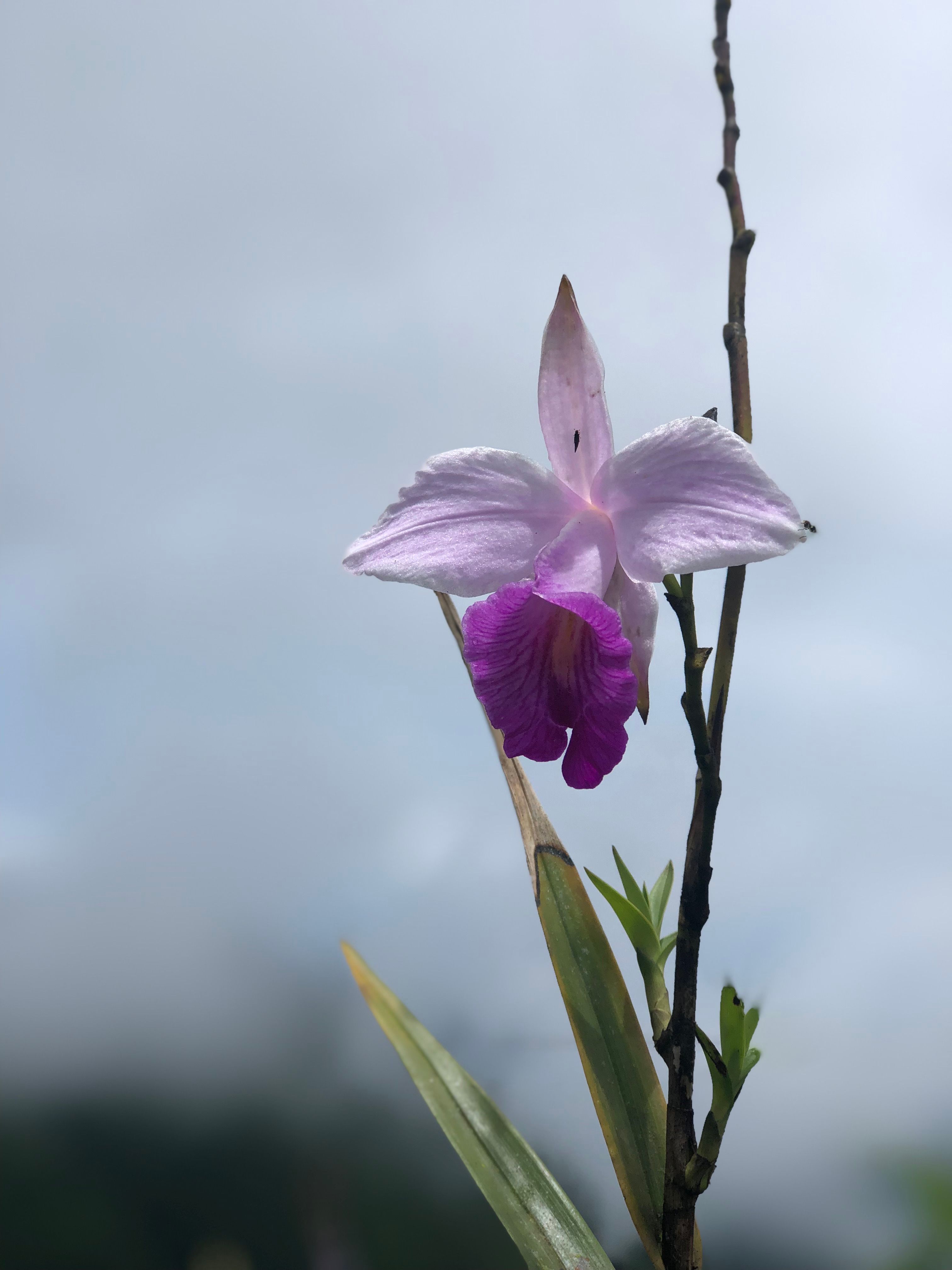 Las plantas y orquídeas endémicas más singulares de Honduras y su valor ecológico