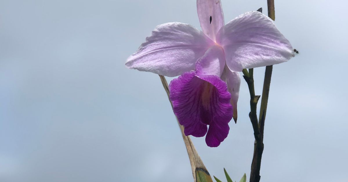 Las 15 plantas y orquídeas endémicas más singulares del territorio hondureño Las 15 plantas y orquídeas endémicas más singulares del territorio hondureño