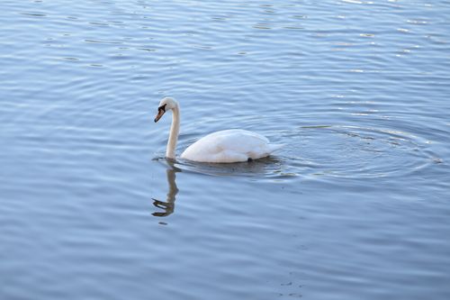 Free A graceful mute swan swims peacefully on a calm lake, reflecting in the water. Stock Photo