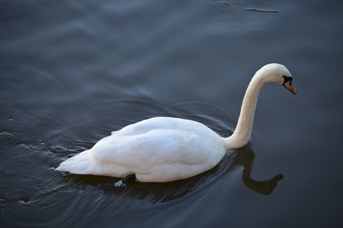 Free A graceful swan swimming serenely on a still body of water. Stock Photo