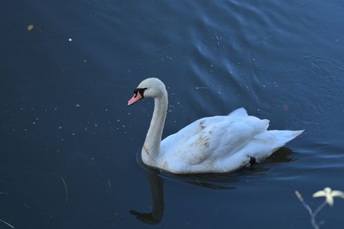 Free A majestic swan elegantly swims in tranquil water, showcasing serene grace and natural beauty. Stock Photo