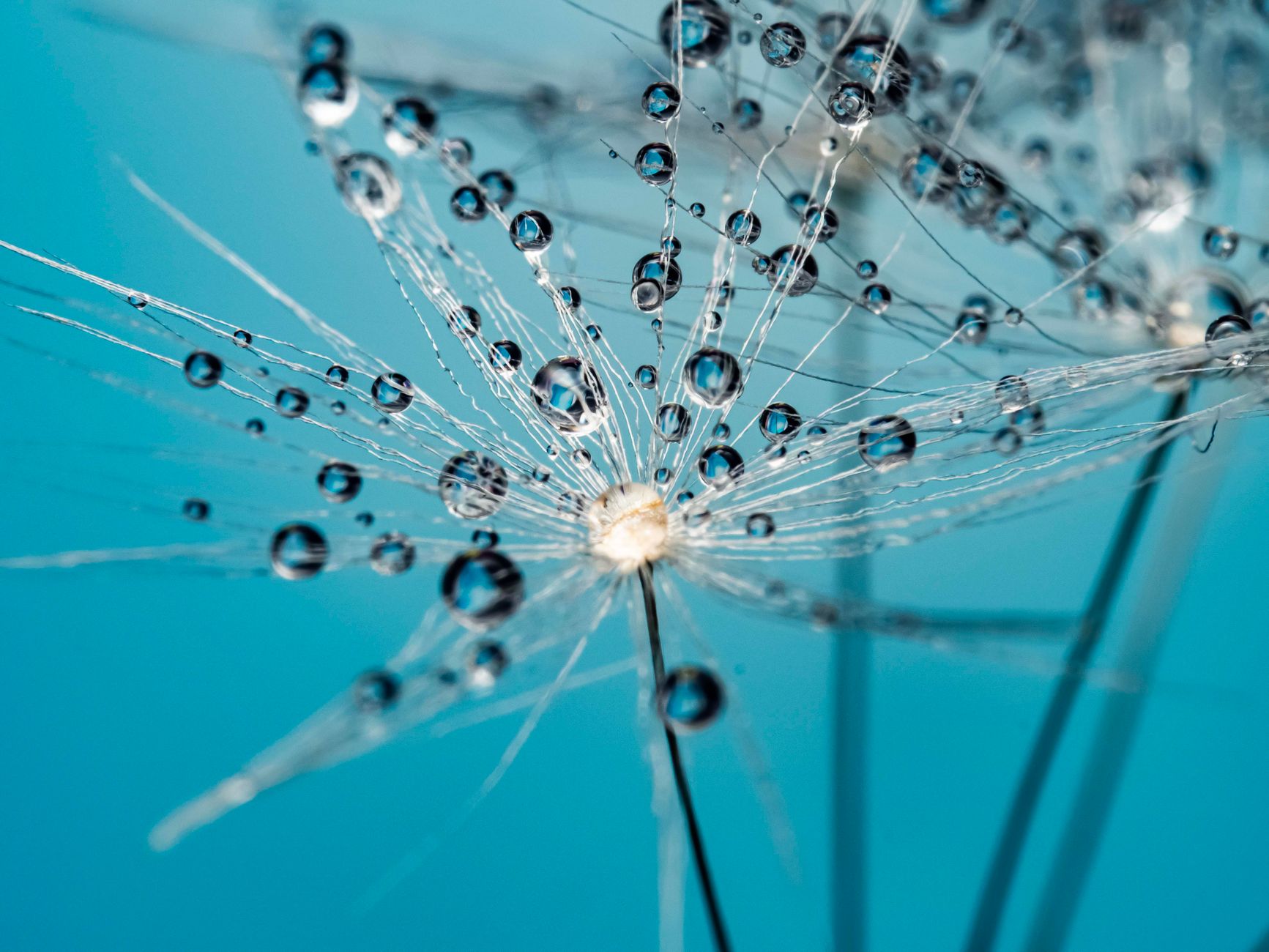 Macro photograph of a dandelion seed head covered with glistening water droplets against a blue background.. pexels, macro, p