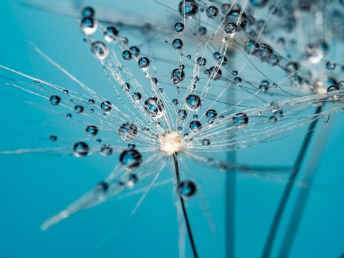 Free Macro photograph of a dandelion seed head covered with glistening water droplets against a blue background. Stock Photo